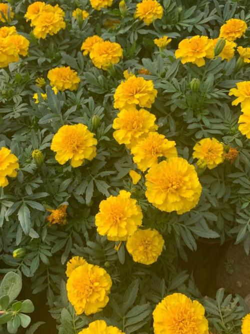 精品草花 摆租专用 孔雀草价格 上色孔雀草 - 青州雅林花卉苗木专业