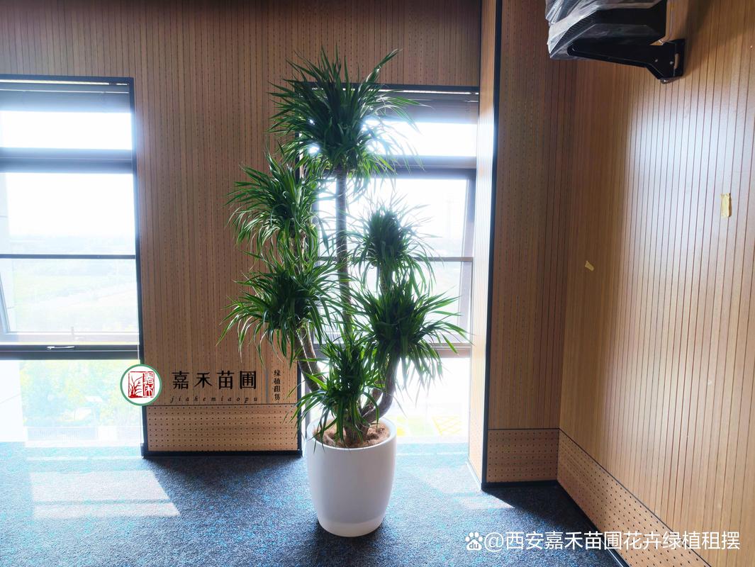 西安企业绿植租赁