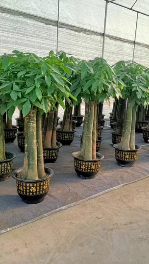 西乡塘室内绿植植物租赁 室内绿植租赁厂家 南宁室内绿植租赁南