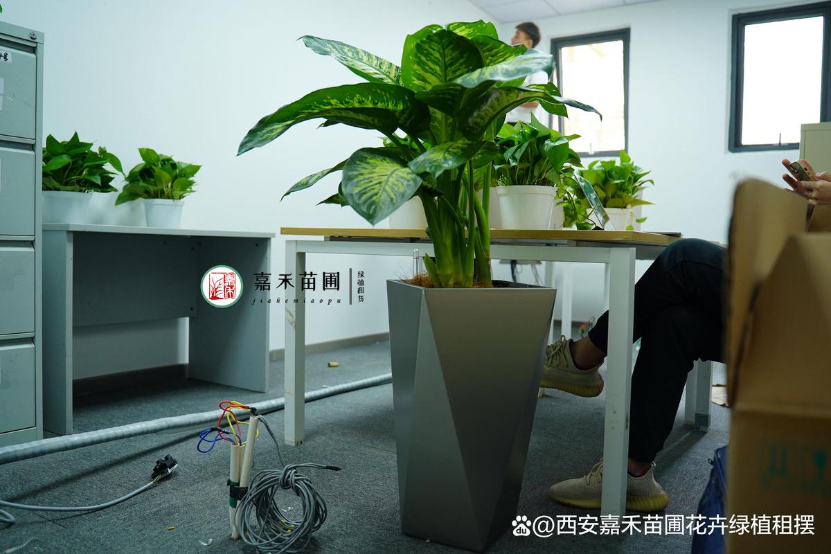 长安区写字楼有基地绿植租赁一站式解决方案