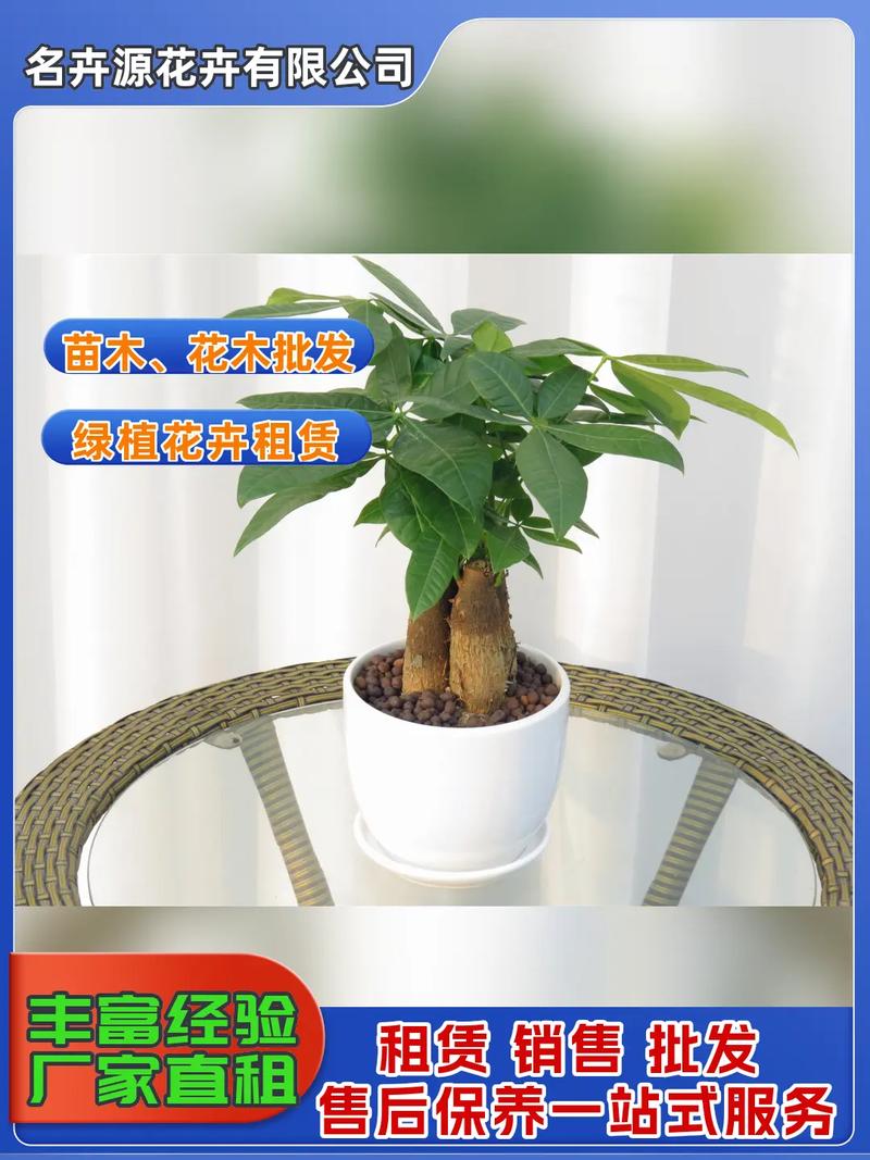 园林景观,苗木,花木批发,绿植花卉租赁.福利到!我们经营园林
