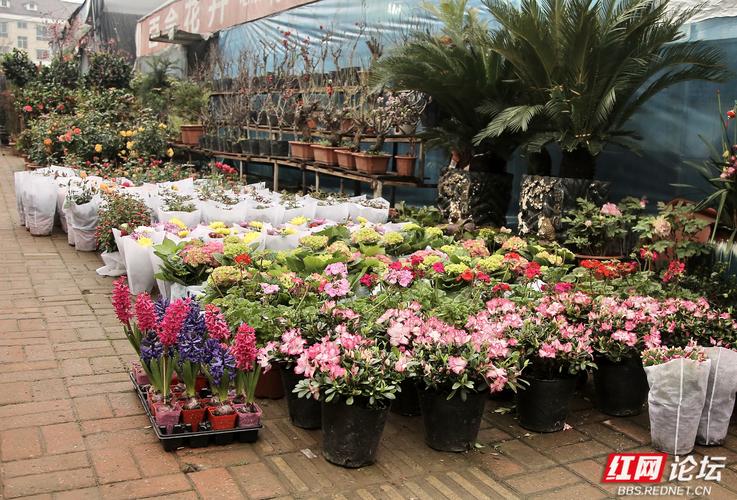 拥抱春天丨苗木花卉市场成了植物世界花的海洋