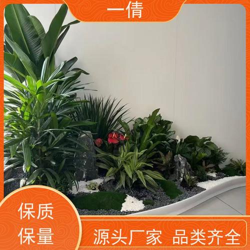 一倩花卉 室内 凤尾竹 室内植物出租 桌面绿植 花木护理