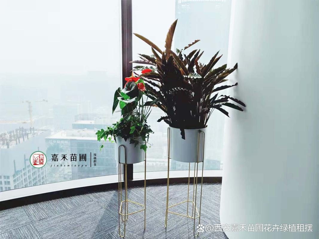雁塔区单位优质绿植租摆临时租赁怎么选购